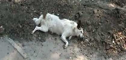 ukraine in der kritik streunende hunde systematisch entsorgt tiere derstandard at panorama