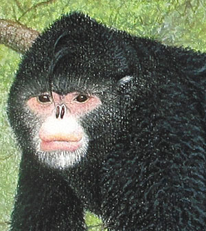 Entdeckt: Stupsnasenaffe und Hippie-Gecko - Natur - derStandard.at