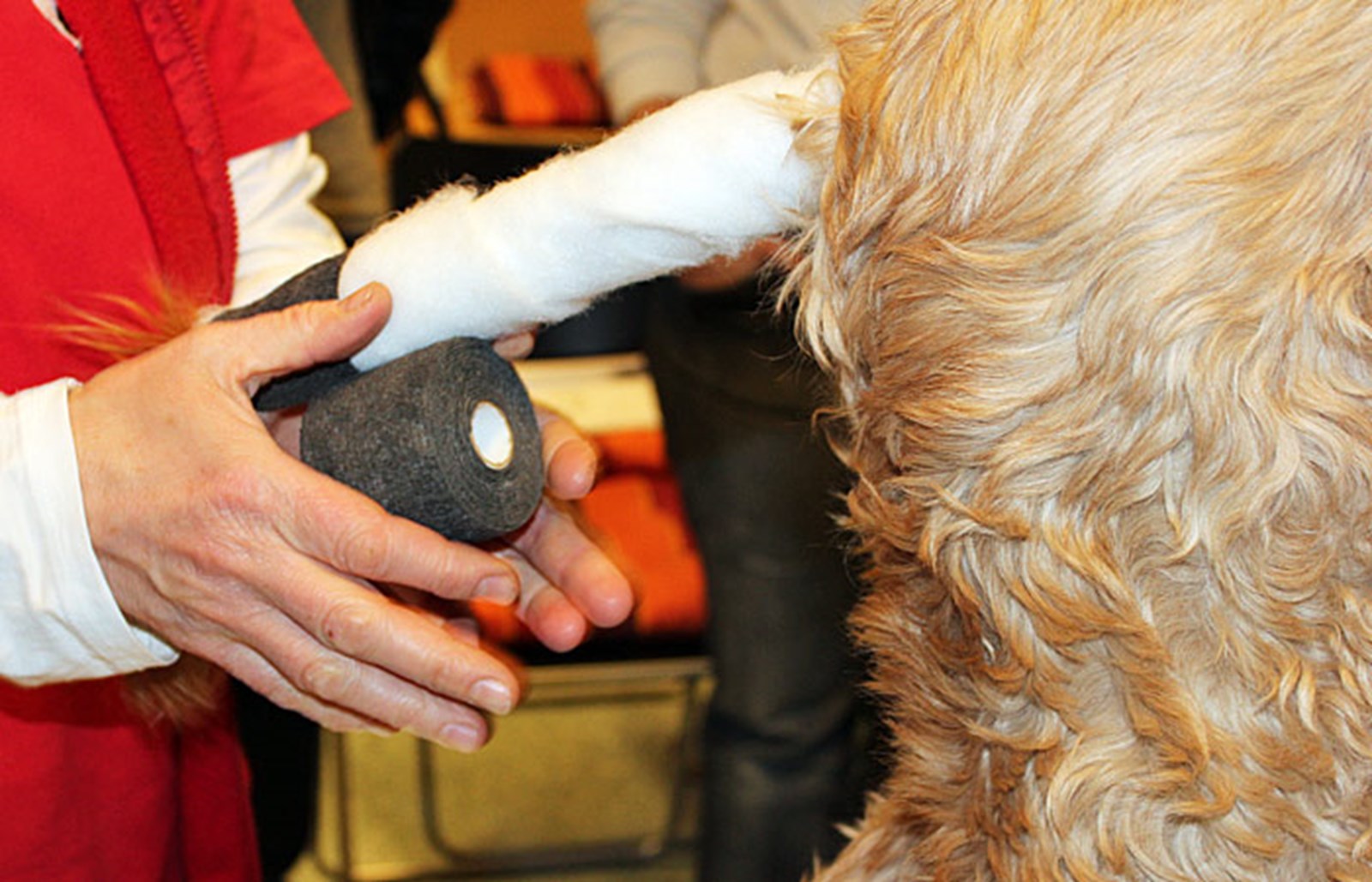 Biberattacken und NitschBilder in der tierischen Notfallklinik Tiere