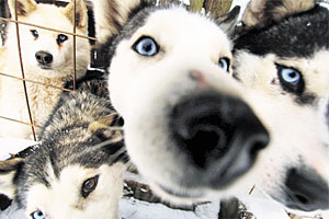 der schlaue wolf fangt den kase forschung spezial derstandard at wissenschaft