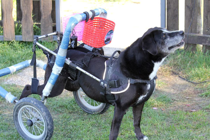 Paralympics der Hunde Rollmops und Krummbein Tiere derStandard.at