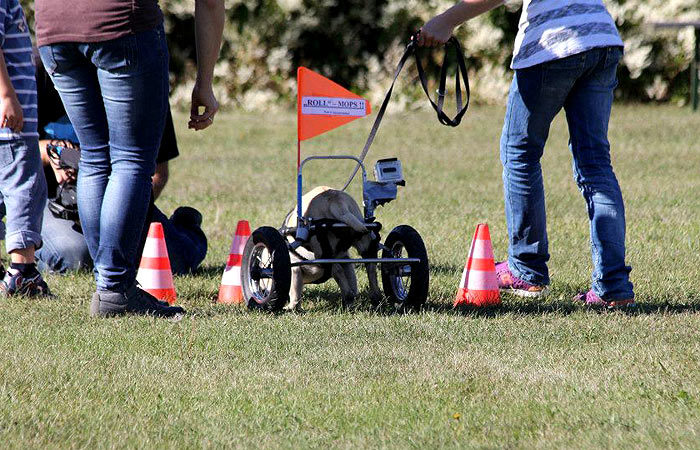 Paralympics der Hunde Rollmops und Krummbein Tiere derStandard.at