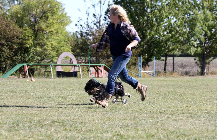 Paralympics der Hunde Rollmops und Krummbein Tiere derStandard.at