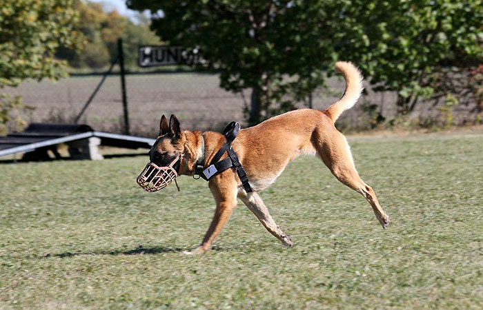 Paralympics der Hunde Rollmops und Krummbein Tiere derStandard.at