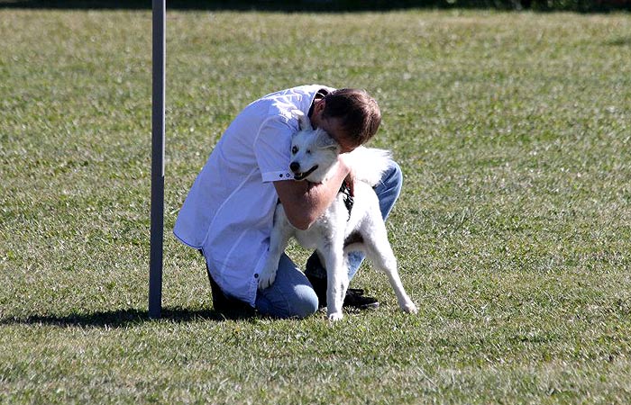 Paralympics der Hunde Rollmops und Krummbein Tiere derStandard.at