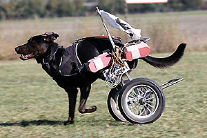 Paralympics der Hunde Rollmops und Krummbein [Seite 1] Haustiere