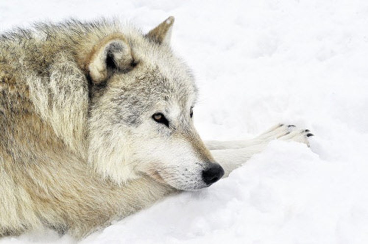 Die Mit Den Wolfen Tanzt Natur Derstandard At Wissenschaft