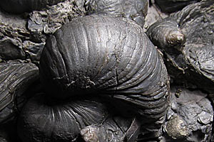 1362142942308 gryphaeaarcuata300