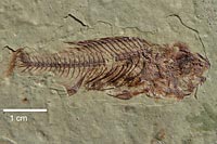 Wissenschaft Derstandard At