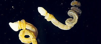 Penisformiger Wurm Als Bindeglied Der Evolution Akupunktur Bremst Bei Ratten Stressreaktionen Aromastoffe In Olivenol Machen Besonders Satt Wissenschaft Derstandard At Wissenschaft