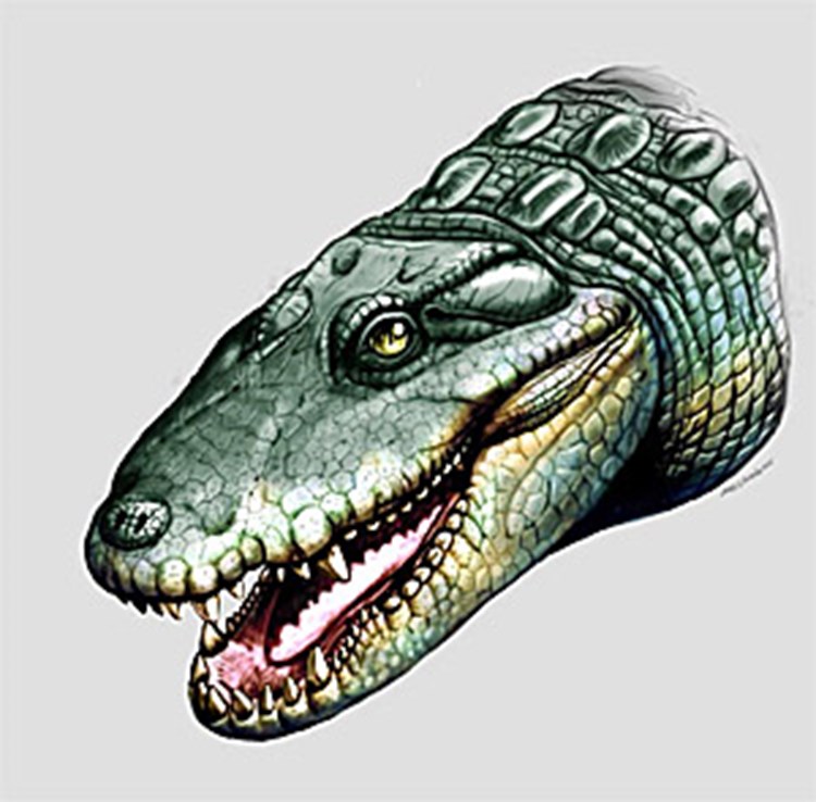 Hebung Der Anden Beendete Krokodil Vielfalt Natur Derstandard At Wissenschaft