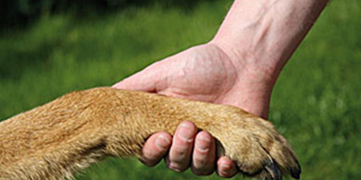 Mit dem Besitzer an der Seite ist ein Hund neugieriger Natur