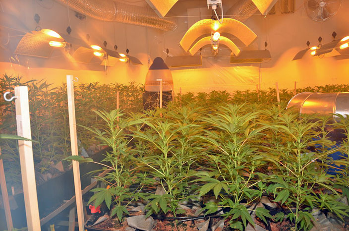 Hanfplantage bei Feuerwehreinsatz in Wien entdeckt - Wien - derStandard