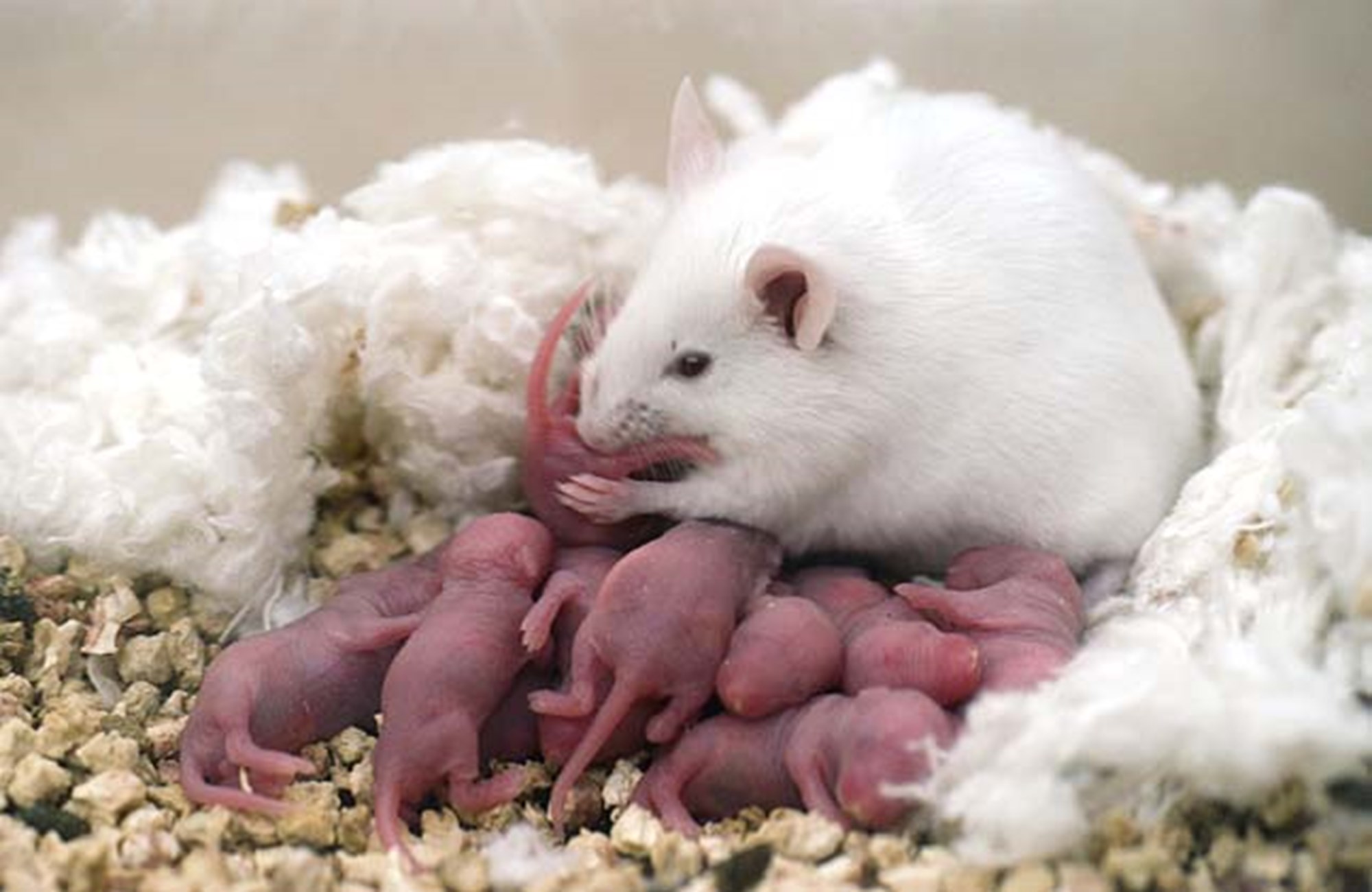 Mäuse können negative Erfahrungen vererben Natur derStandard.at › Wissenschaft Mäuse können negative Erfahrungen vererben Natur derStandard.at › Wissenschaft