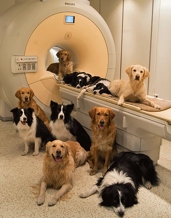 Niemand tritt einen toten hund