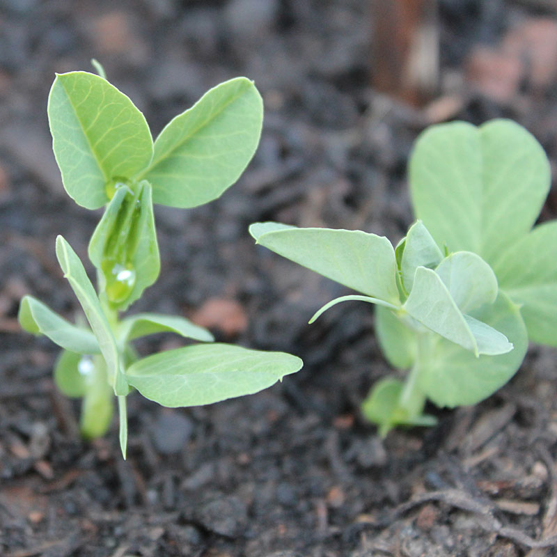In den Boden der Realität: Raumplanung im Garten - Garten - derStandard