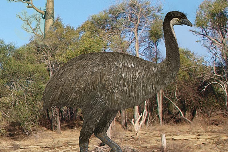 Wie Die Laufvogel Um Die Halbe Welt Kamen Natur Derstandard At Wissenschaft