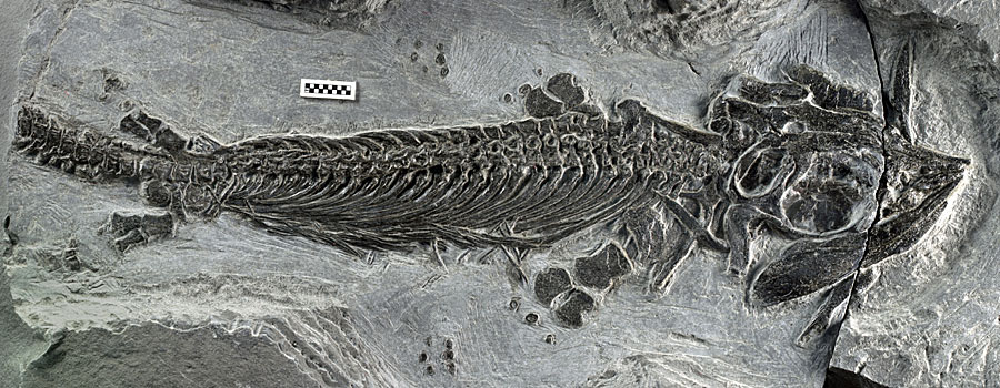 Urzeitliches Doppelleben Amphibischer Ichthyosaurier entdeckt Natur