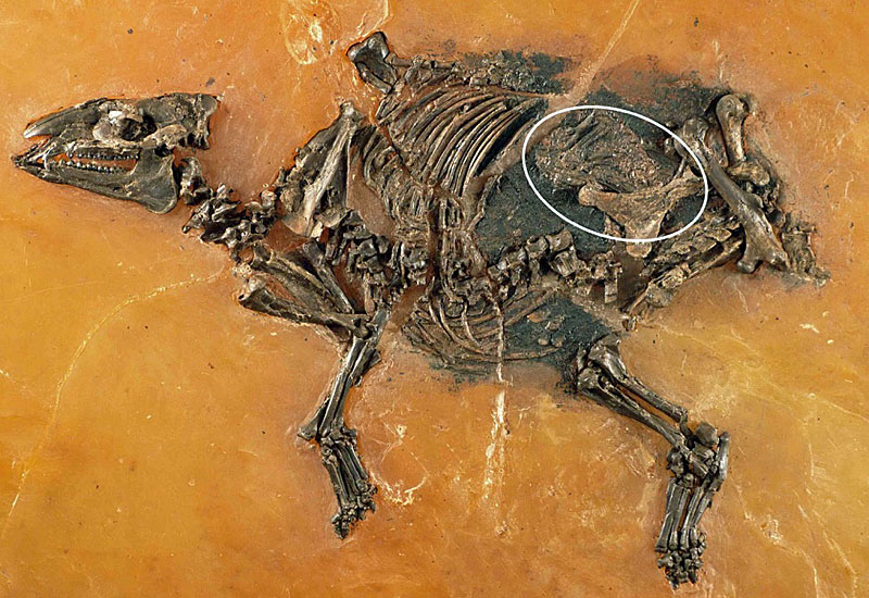 47 Millionen Jahre altes Urpferd mit gut entwickeltem Fötus präsentiert