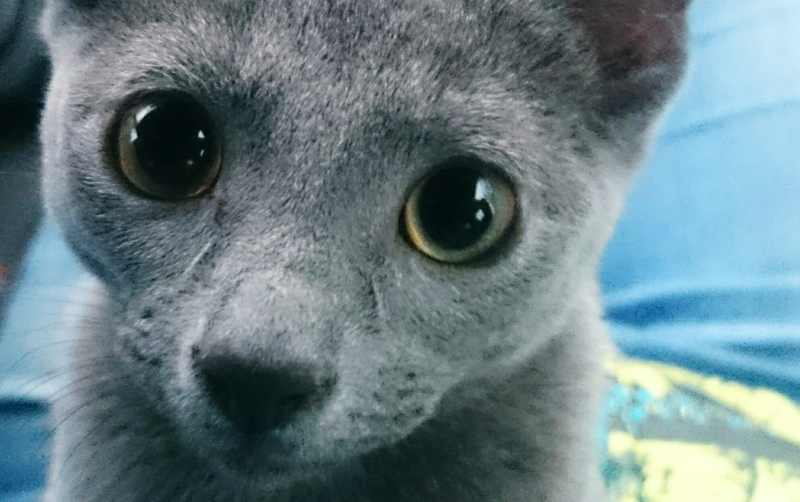 Wollen Sie Wirklich Katzen Als Haustiere Hundstage