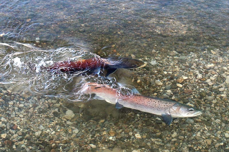 Bedrohter Huchen Notruf Fur Den Tiger Der Flusse Forschung Spezial Derstandard At Wissenschaft