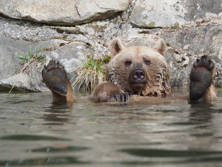 Nach dem Winterschlaf ist Bär Vinzenz wieder auf Futtersuche