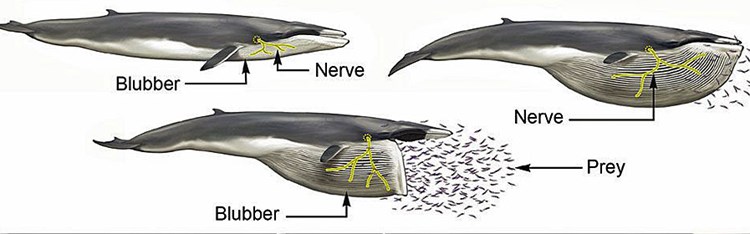 Extrem Dehnbare Nerven Helfen Furchenwalen Beim Fressen Natur Derstandard At Wissenschaft