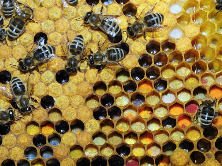 Bienenpollen Kein Effekt Auf Gesundheit Gesund Bleiben Derstandard At Gesundheit