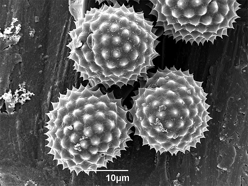 Wenn Pollen zur Belastung werden Forschung Spezial derStandard.at