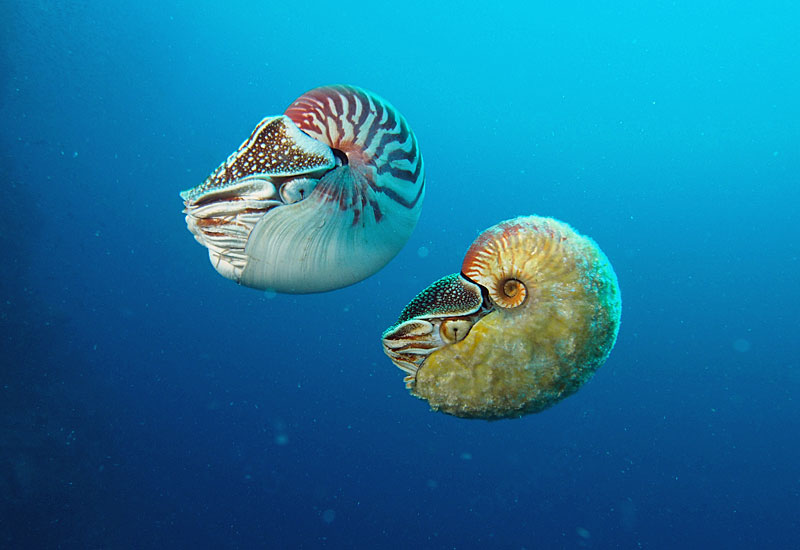 Seltener Nautilus erstmals seit 30 Jahren gesichtet Natur