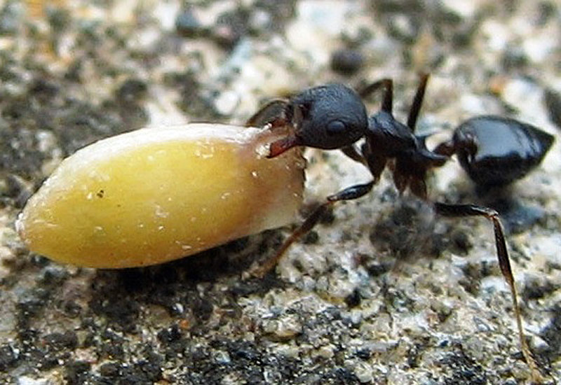 Einzelne Ameisenarten können Ökosysteme enorm beeinflussen - Natur ...