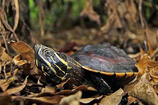 Neue Schneckenfresser Schildkrote In Thailand Entdeckt Natur Derstandard At Wissenschaft