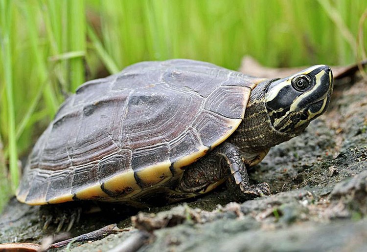 Neue Schneckenfresser Schildkrote In Thailand Entdeckt Natur Derstandard At Wissenschaft