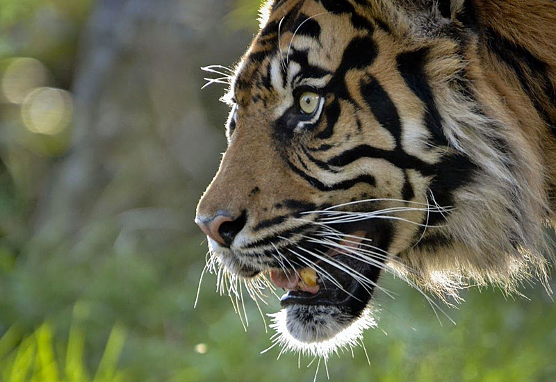 Zahl der wildlebenden Tiger in den letzten Jahren gestiegen - Natur ...