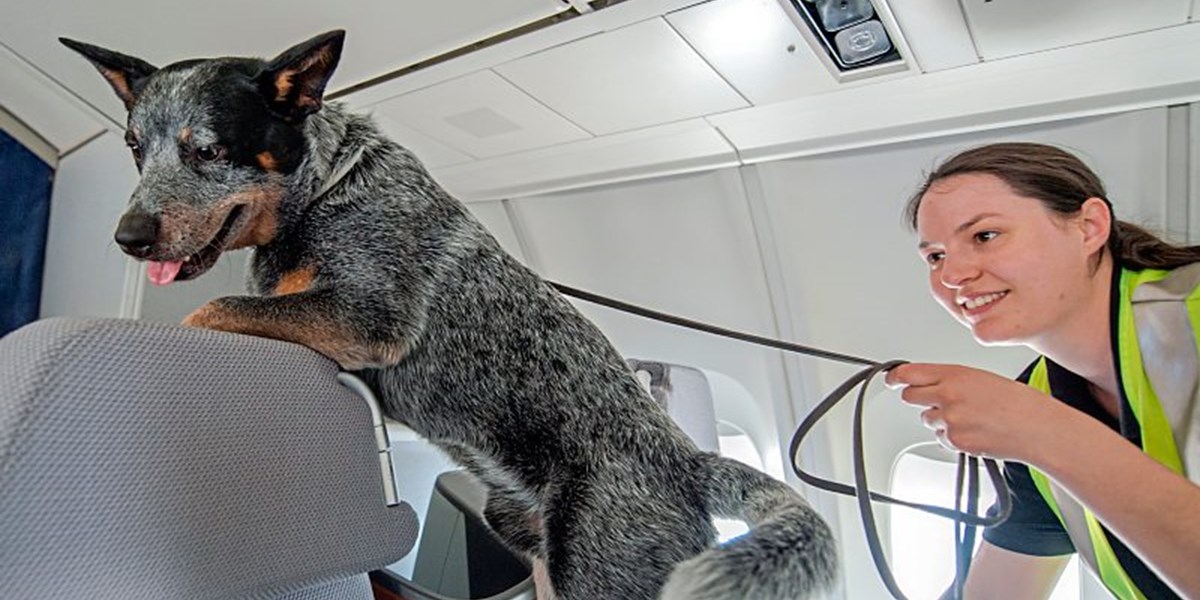 Flughafen Frankfurt Hunde gegen Bettwanzen Reisetipps derStandard