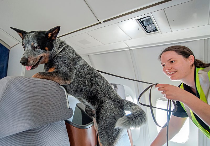 Flughafen Frankfurt Hunde gegen Bettwanzen Reisetipps derStandard
