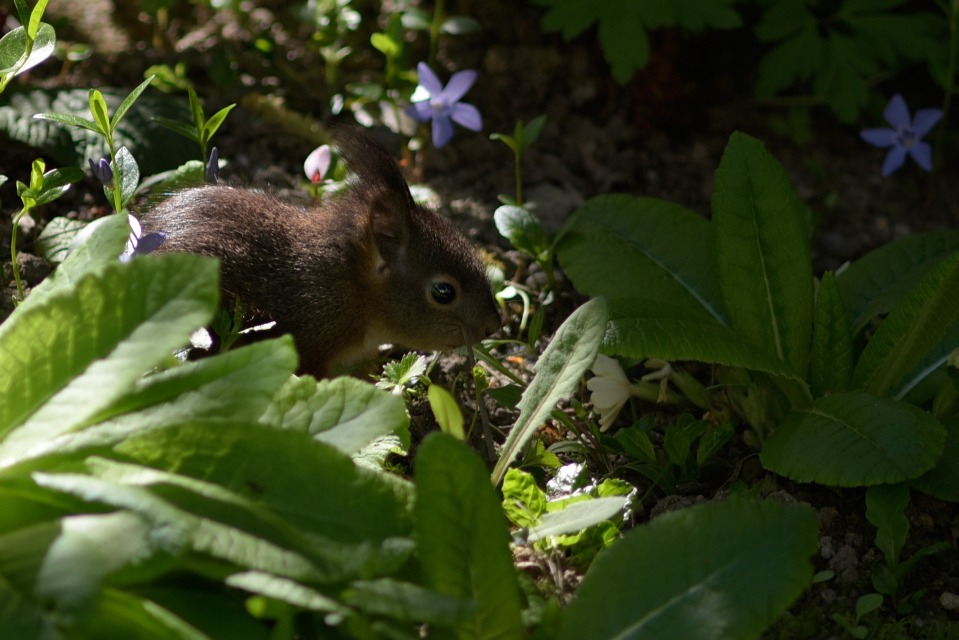 Eichhörnchen im Garten Cremers Photoblog derStandard