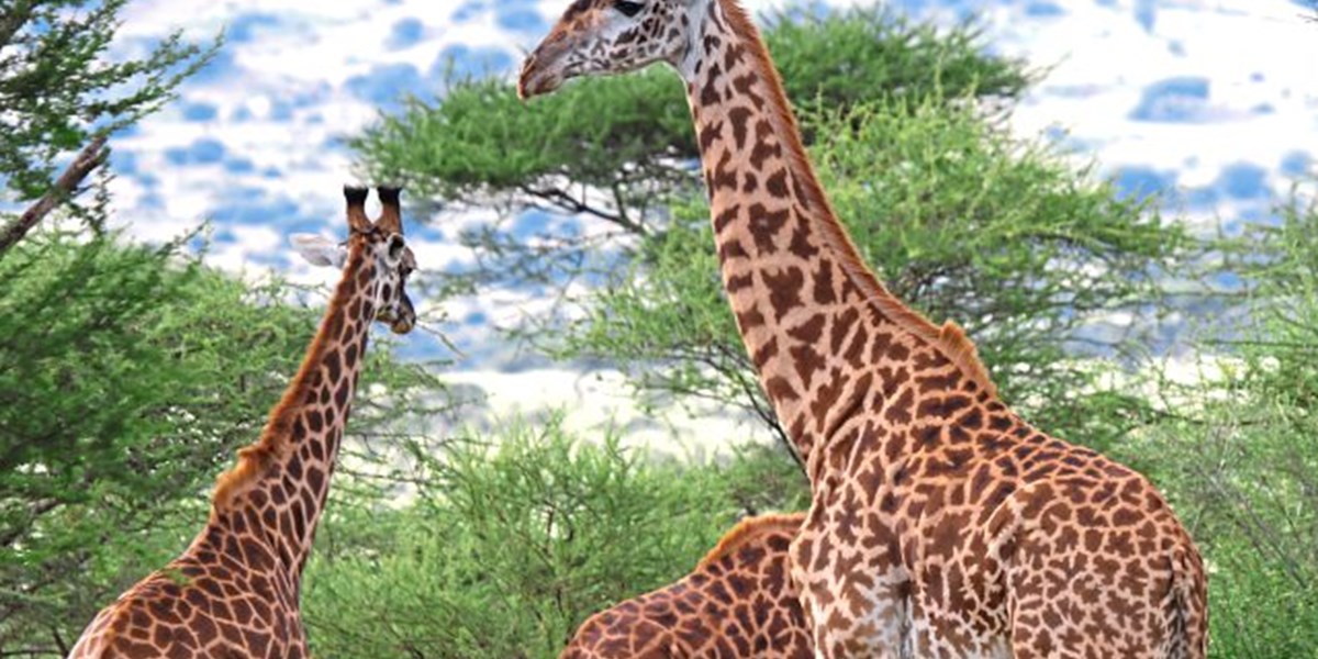 Wie die Giraffen zu ihren langen Hälsen kamen - Forschung Spezial