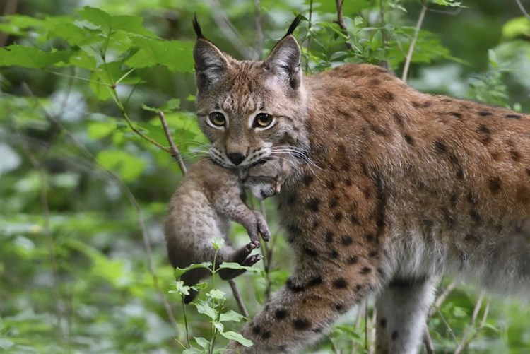 Luchs Nachwuchs Im Wiener Tiergarten Schonbrunn Tiergarten Derstandard At Panorama