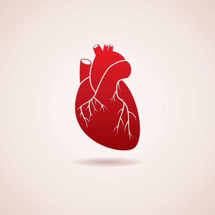 Computermodelle Sollen Menschliches Herz Simulieren Herz Kreislauf Derstandard At Gesundheit