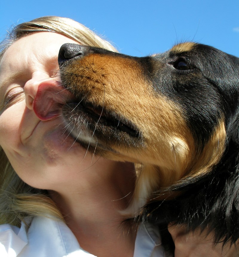 Warum man Hunde nicht küssen soll Infektionen derStandard.at