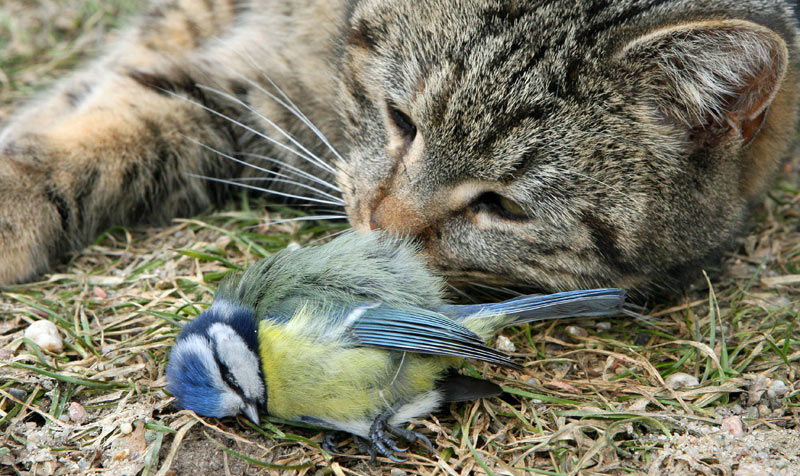 Den Katzen Das Jagen Nicht Zu Leicht Machen Haustiere