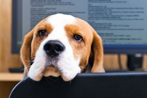 Heute NimmdeinenHundmitzurArbeitTag Jobwelten derStandard.at