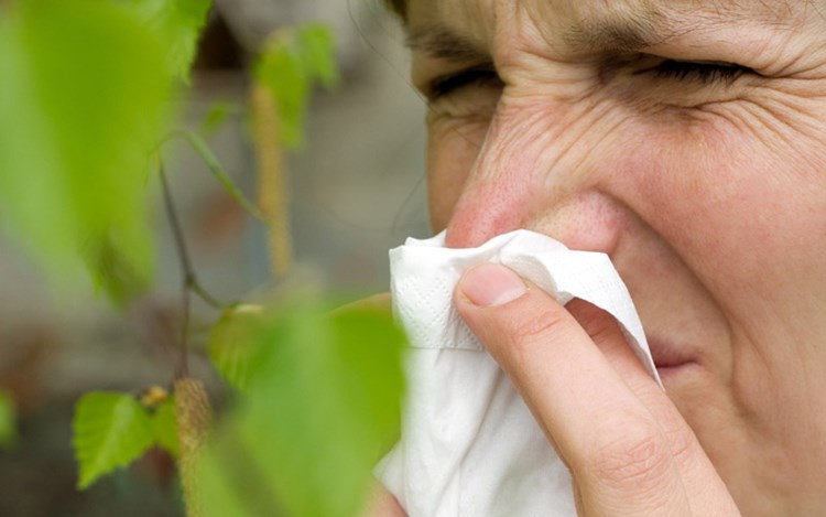 Forscher Warnen Vor Heuschnupfenwelle Durch Klimawandel In Europa Allergien Derstandard At Gesundheit