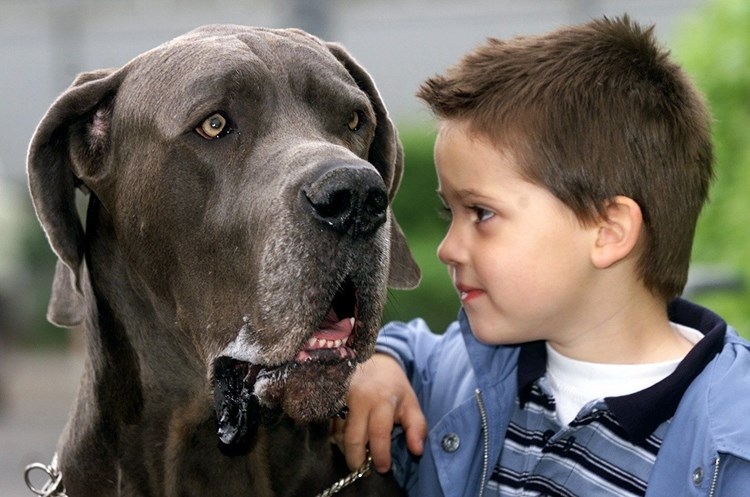 Familienhunde Sind Unterschatztes Risiko Fur Kleinkinder Kind Derstandard At Lifestyle