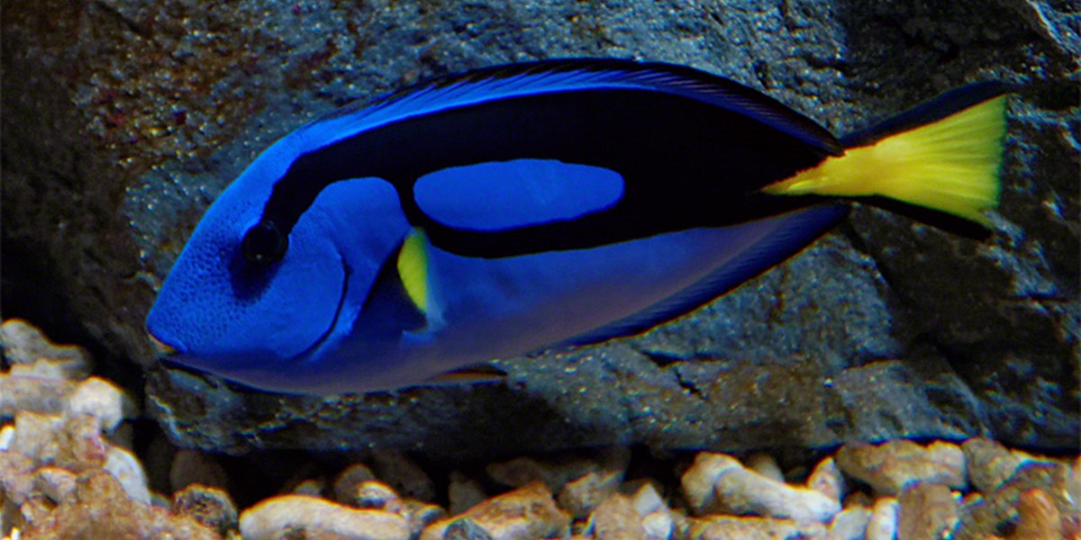 Disney Film "Findet Dorie" bedroht Paletten Doktorfisch Natur