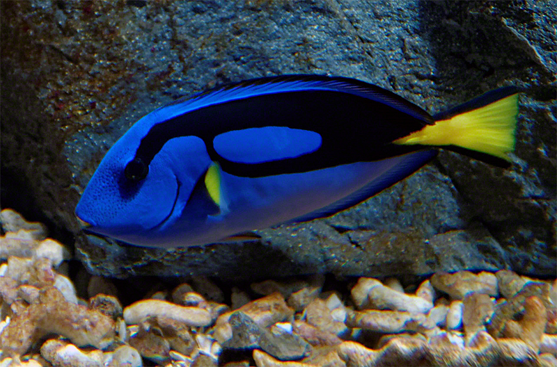 Woher Hat Der Doktorfisch Seinen Namen Disney-Film "Findet Dorie" bedroht Paletten-Doktorfisch - Natur