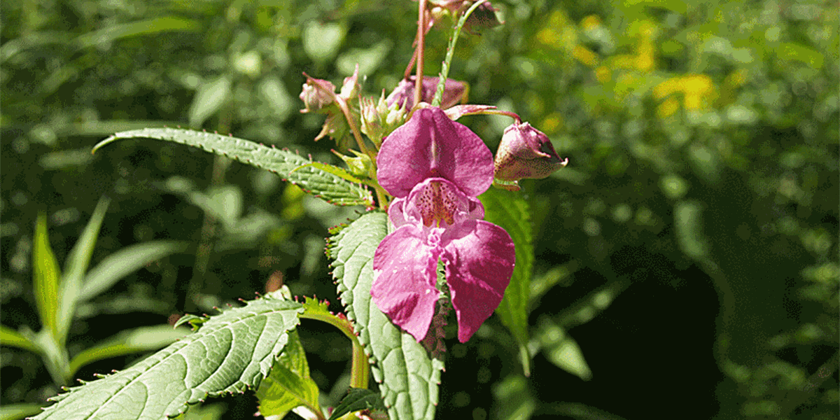 Das HimalajaSpringkraut eine Wappenblume für