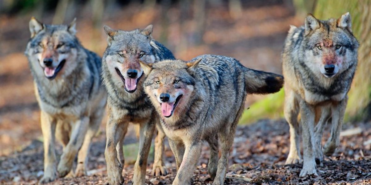 Wie Man Vieh Gegen Hungrige Wolfsrudel Schutzt Forschung Spezial Derstandard At Wissenschaft