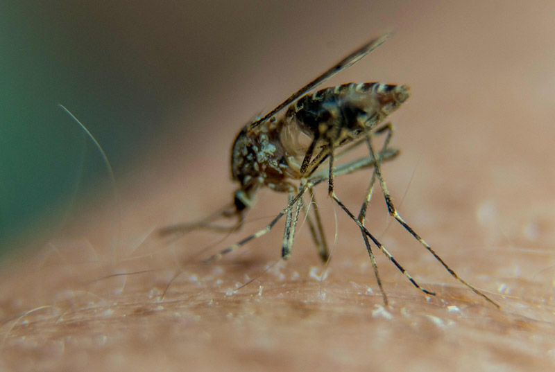 Who An Malaria Sterben Meistens Kleinkinder Malaria
